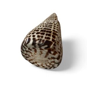 Leopard Cone Sea Shell Conus Leopardus Natural Seashell Beach Specimen 2.25–2.3”